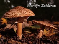 Stekelige Parasolzwammen [Echinoderma]